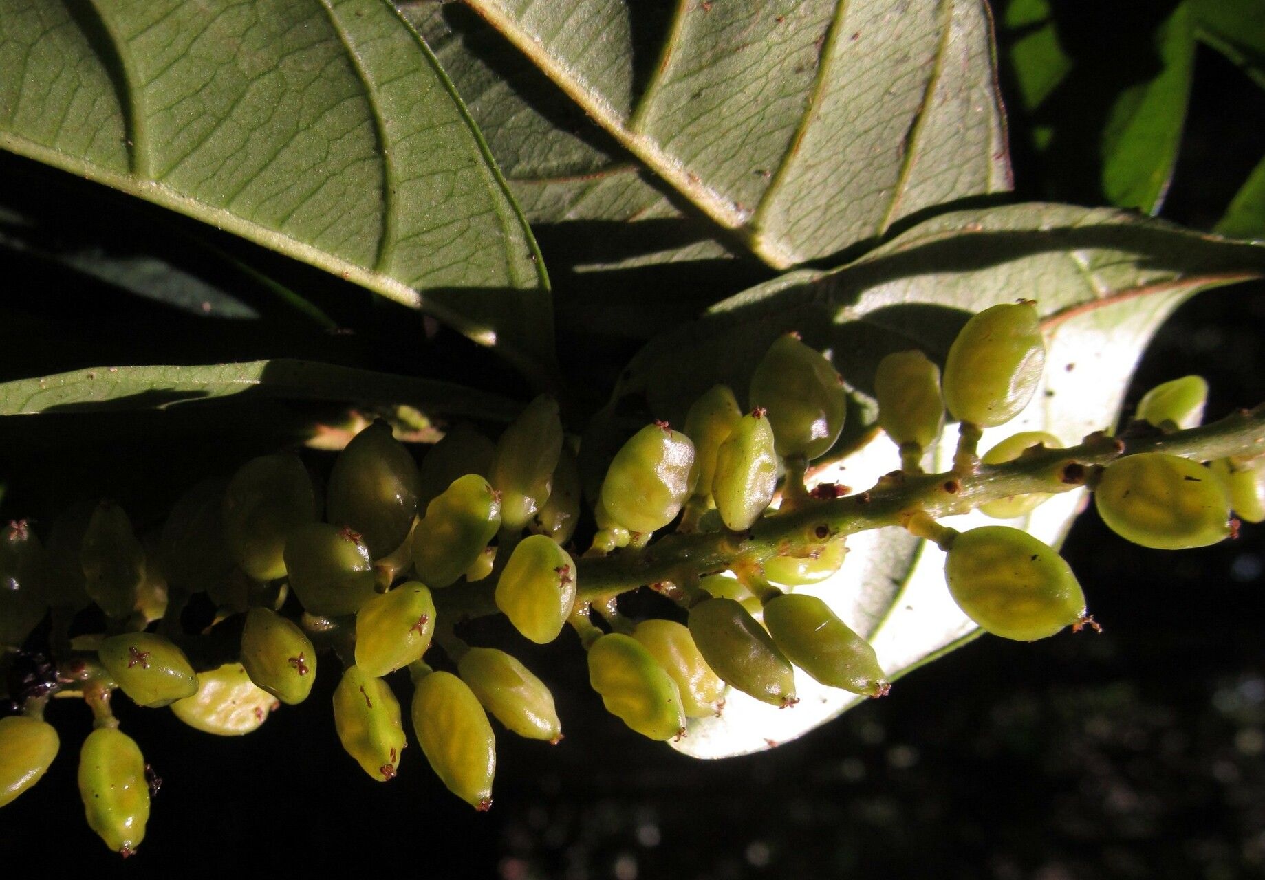 Antidesma vogelianum fruit