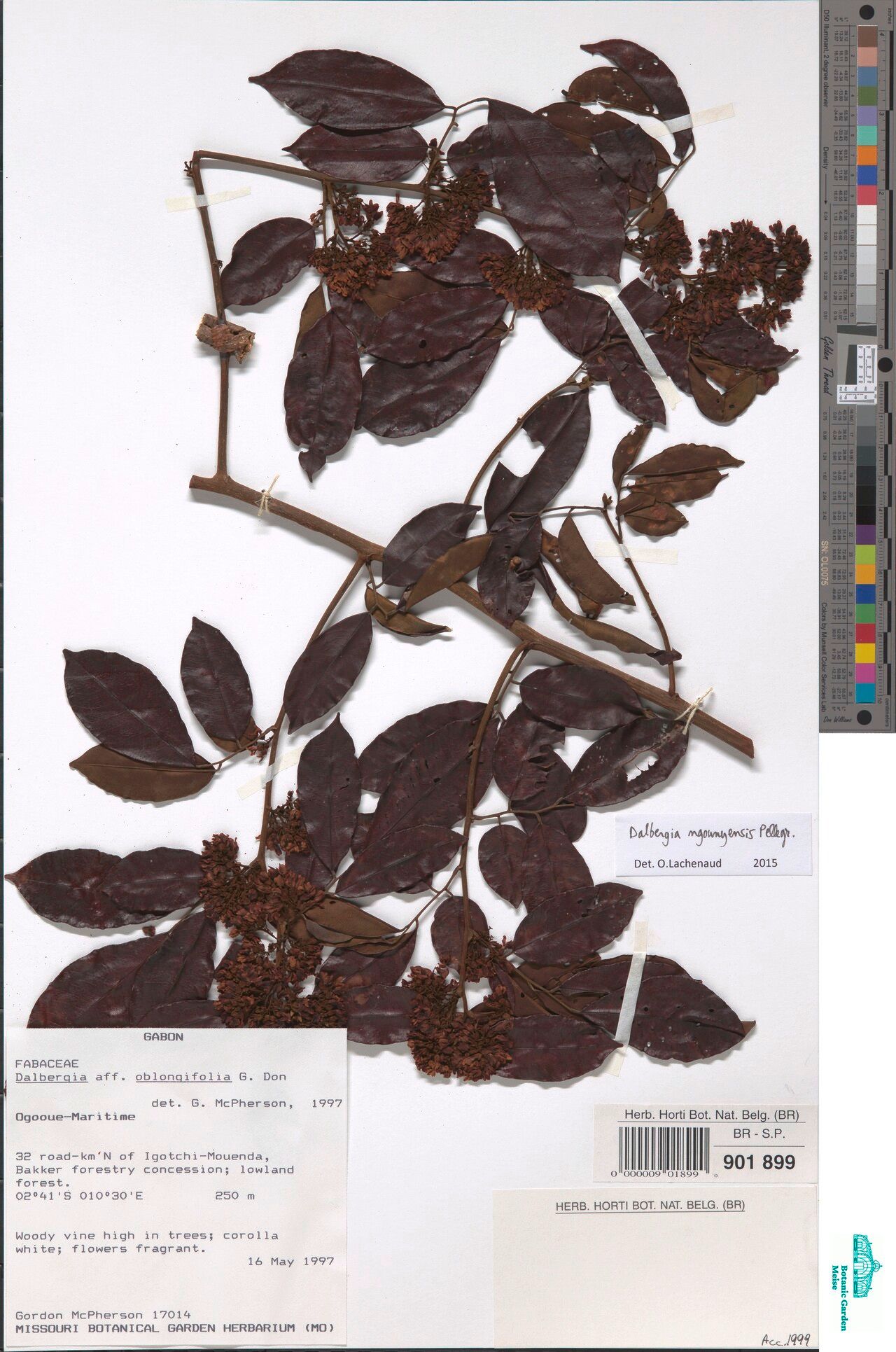 Dalbergia ngounyensis — houseplant care guide