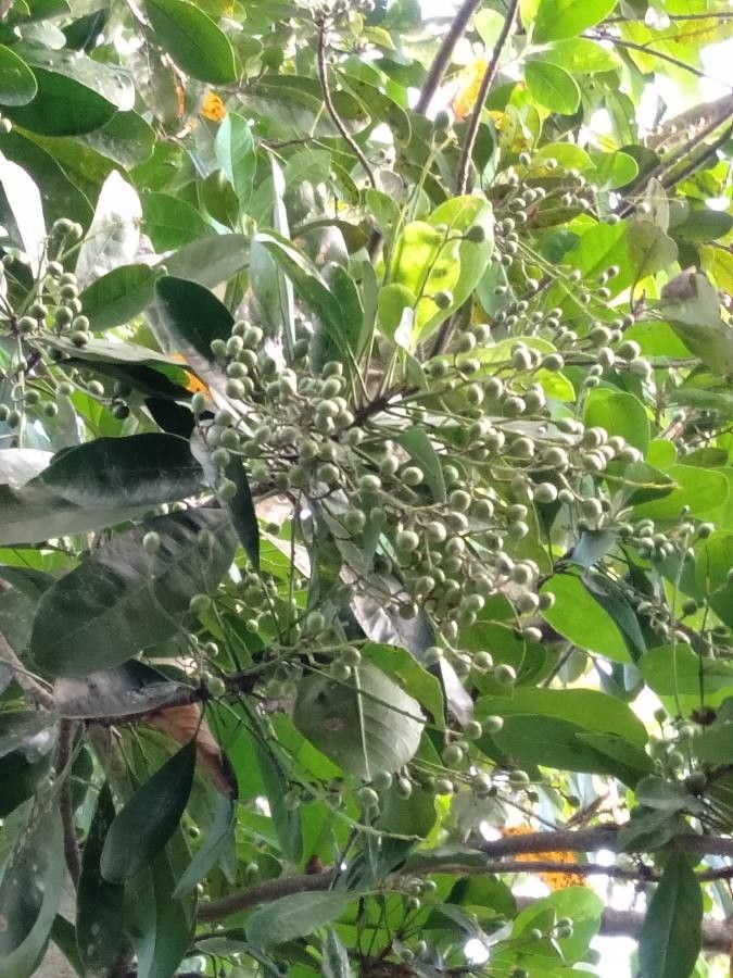 Buchanania arborescens fruit