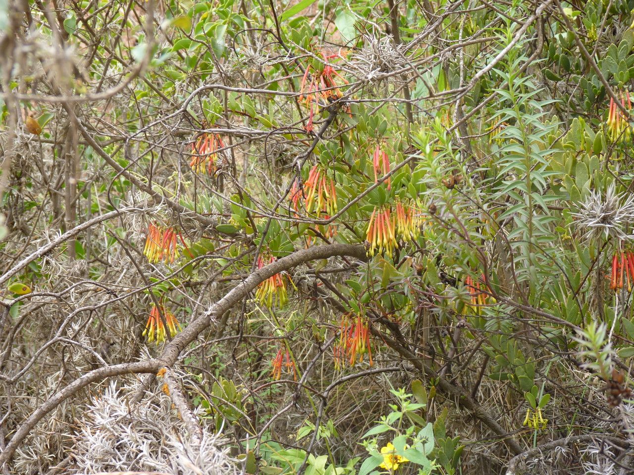 Tristerix penduliflorus habit