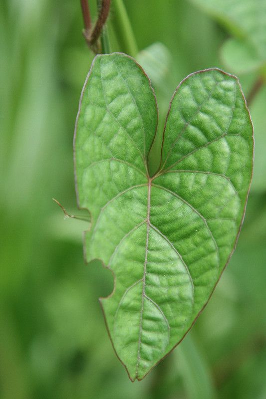 Ipomoea setifera leaf