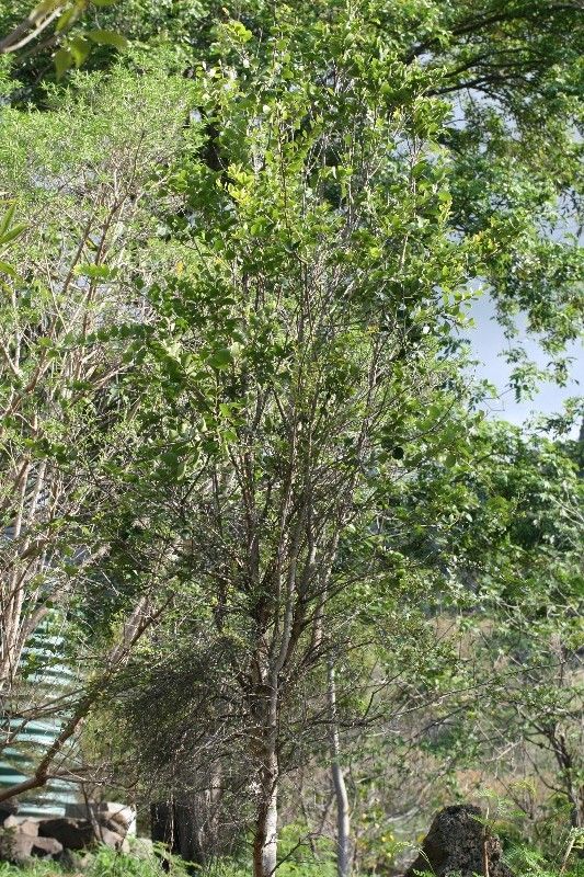 Scolopia heterophylla habit