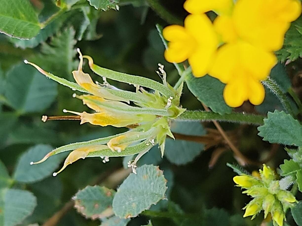 Trigonella caelesyriaca fruit