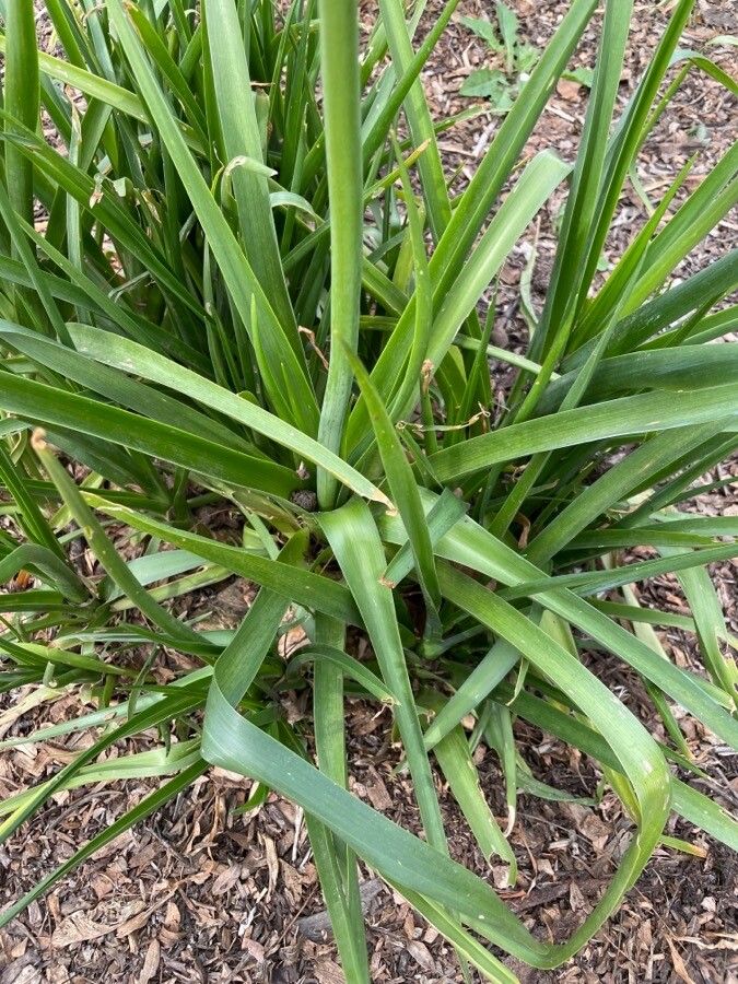 Ornithogalum arabicum leaf