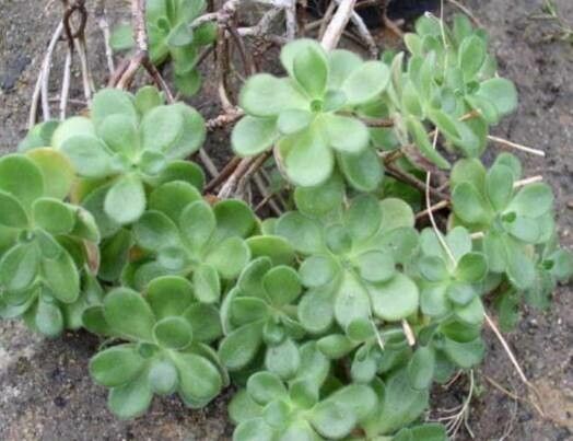Aeonium saundersii habit
