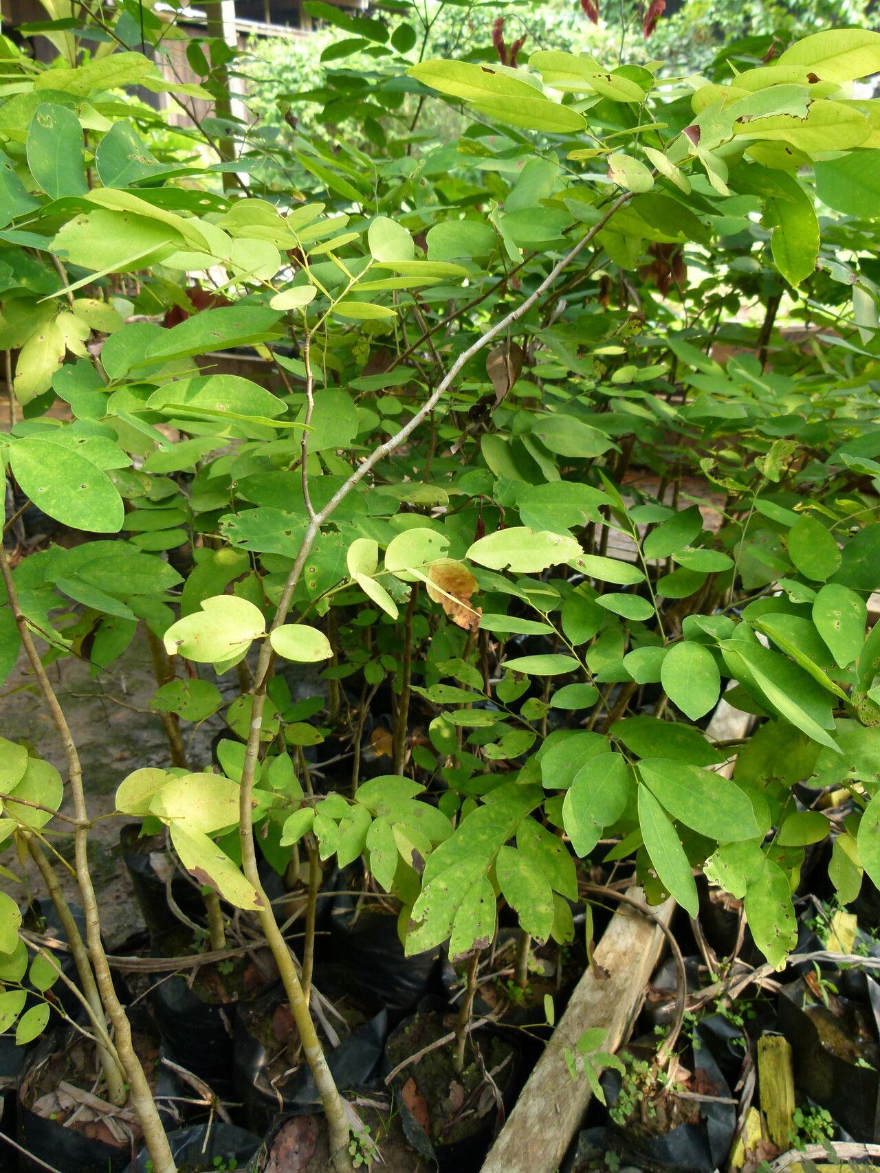 Prioria balsamifera habit