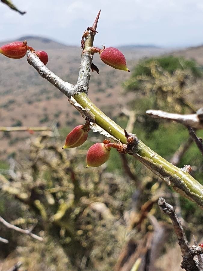 Commiphora schimperi fruit