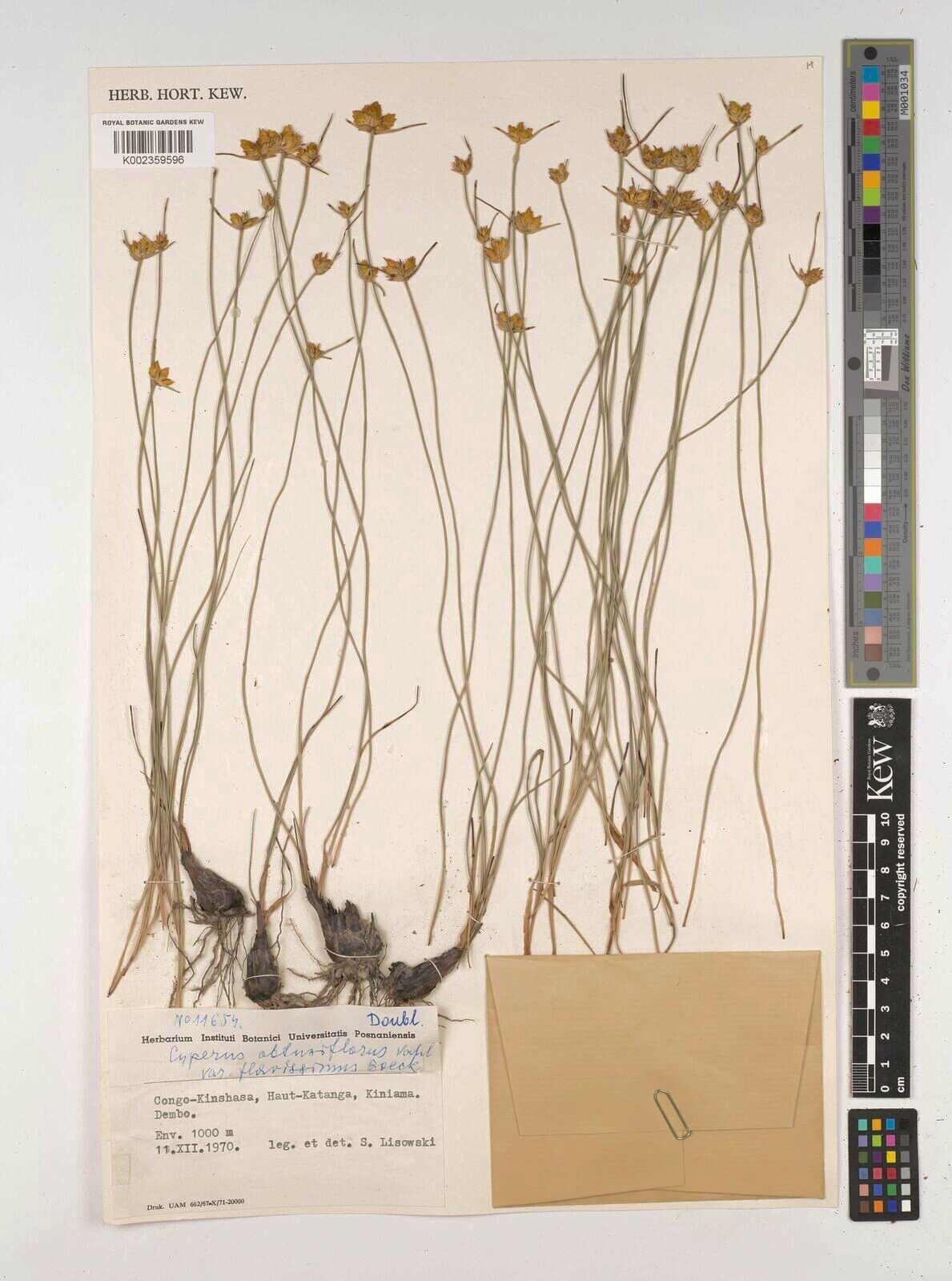 Cyperus kibweanus — houseplant care guide