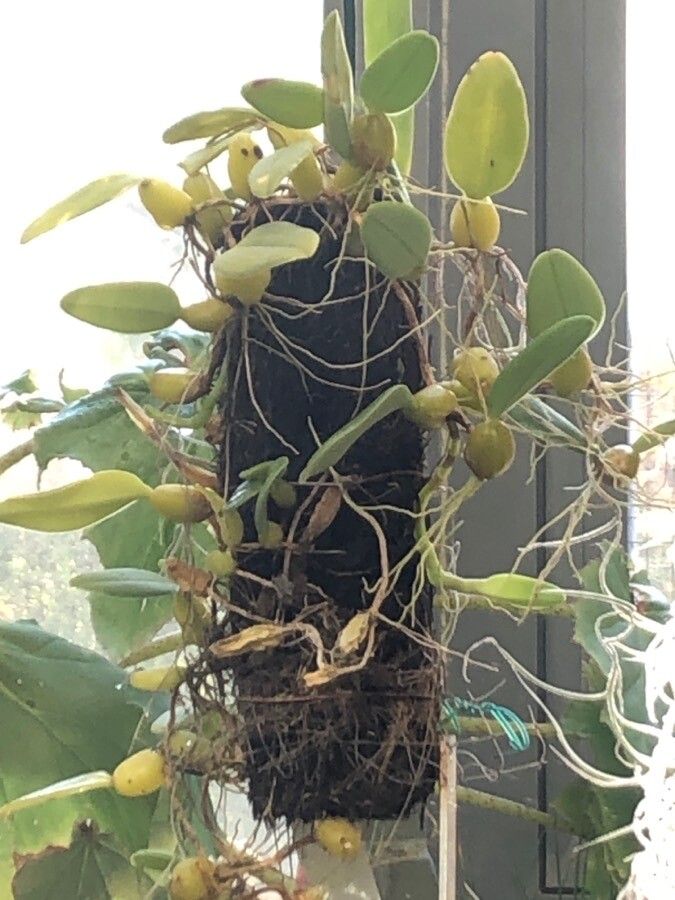 Bulbophyllum lasiochilum — search result for 'Bulbophyllum'