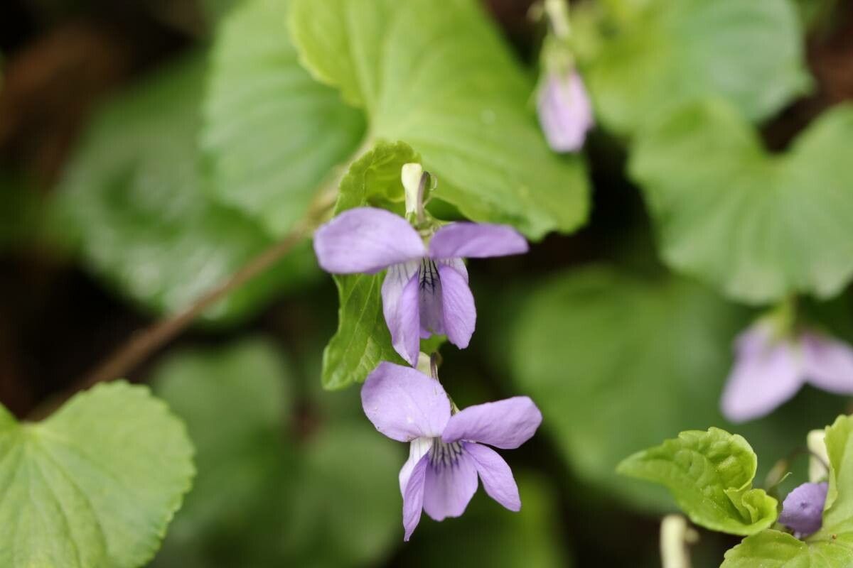 Viola kusanoana — houseplant care guide