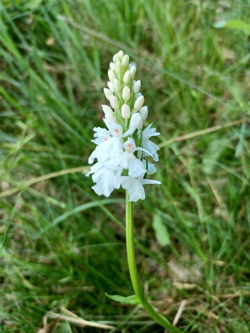 Orchis mascula x Orchis militaris flower