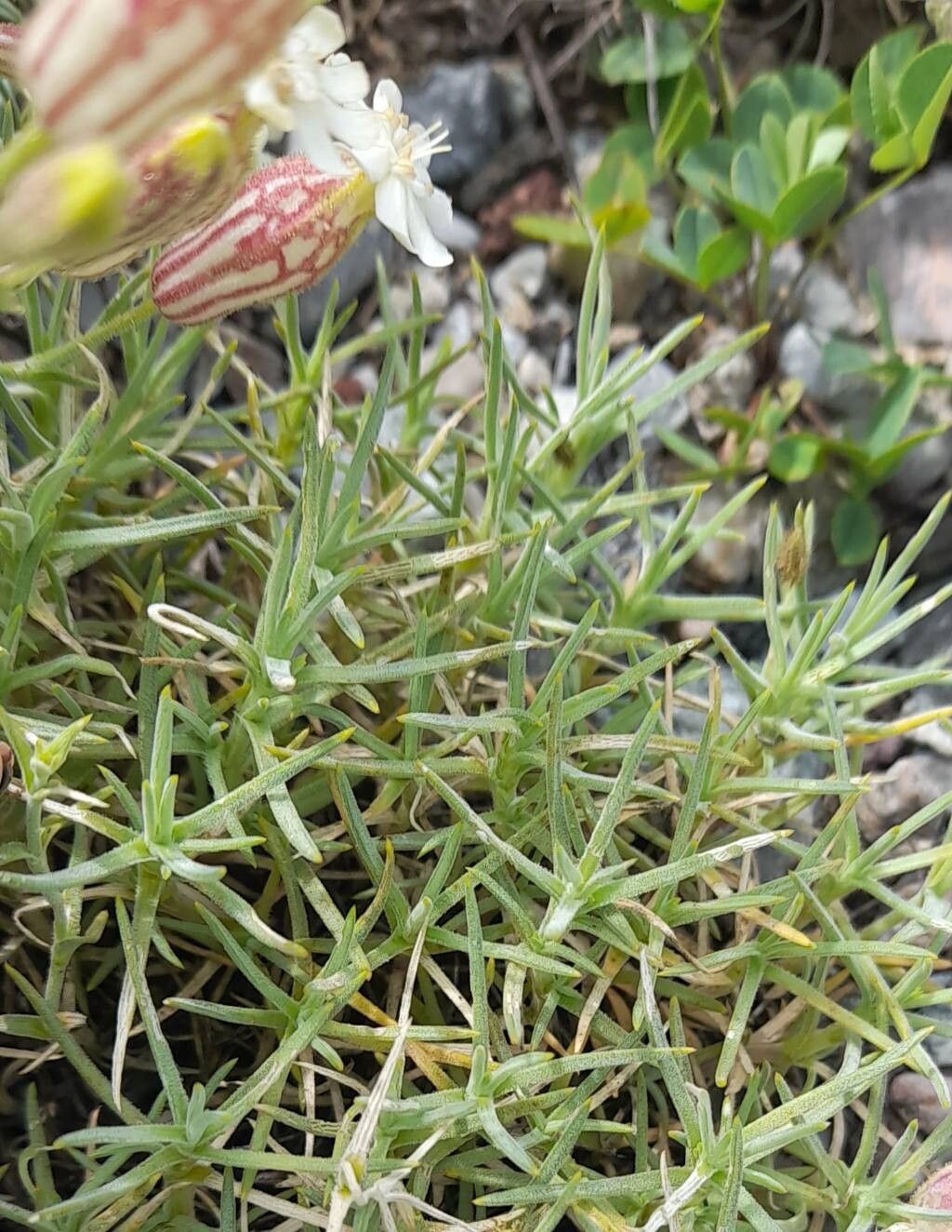 Silene caryophylloides — houseplant care guide