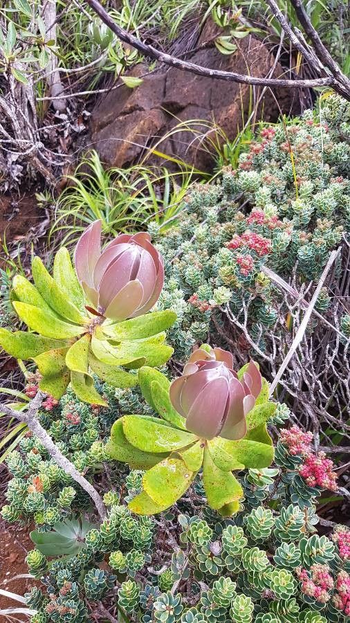 Melaleuca dawsonii flower