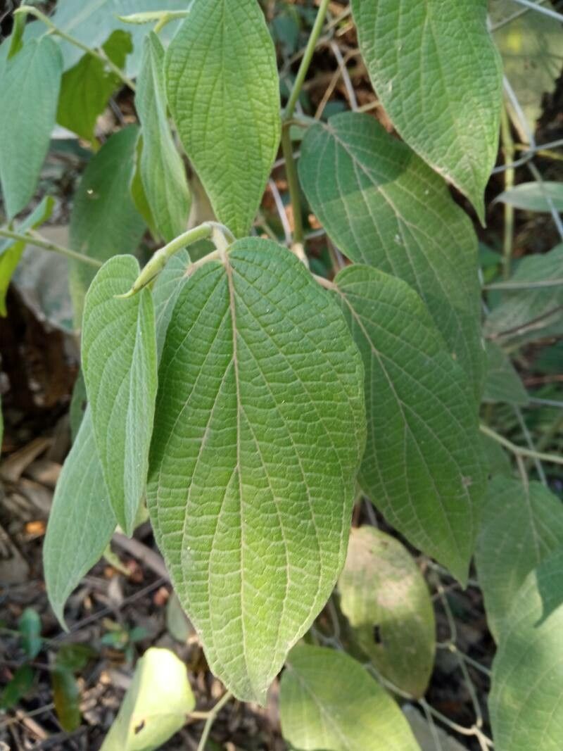 Piper hispidum leaf