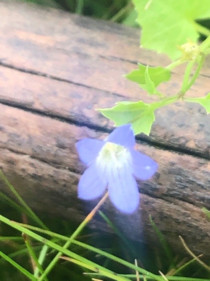 Wahlenbergia hederacea flower
