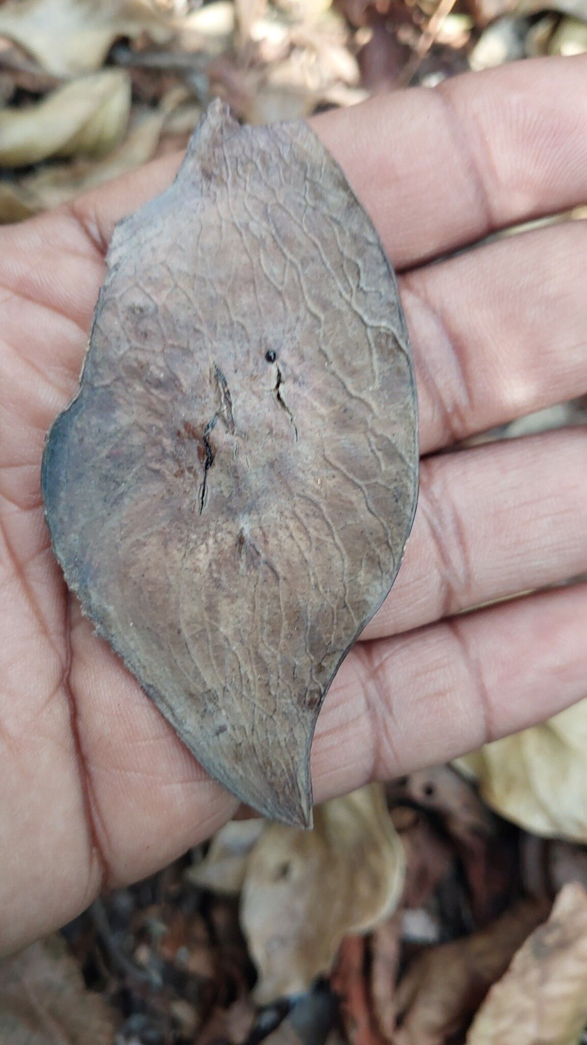 Dalbergia davidii fruit