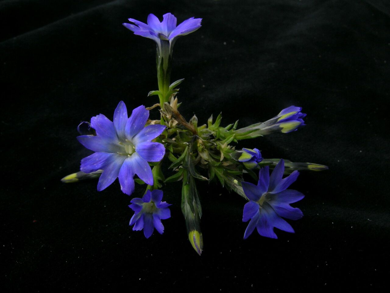 Gentiana stellata habit