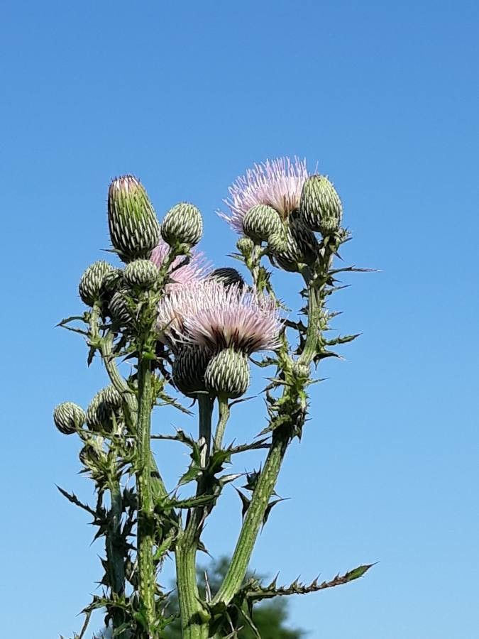 Cirsium nuttallii — search result for 'Cirsium'