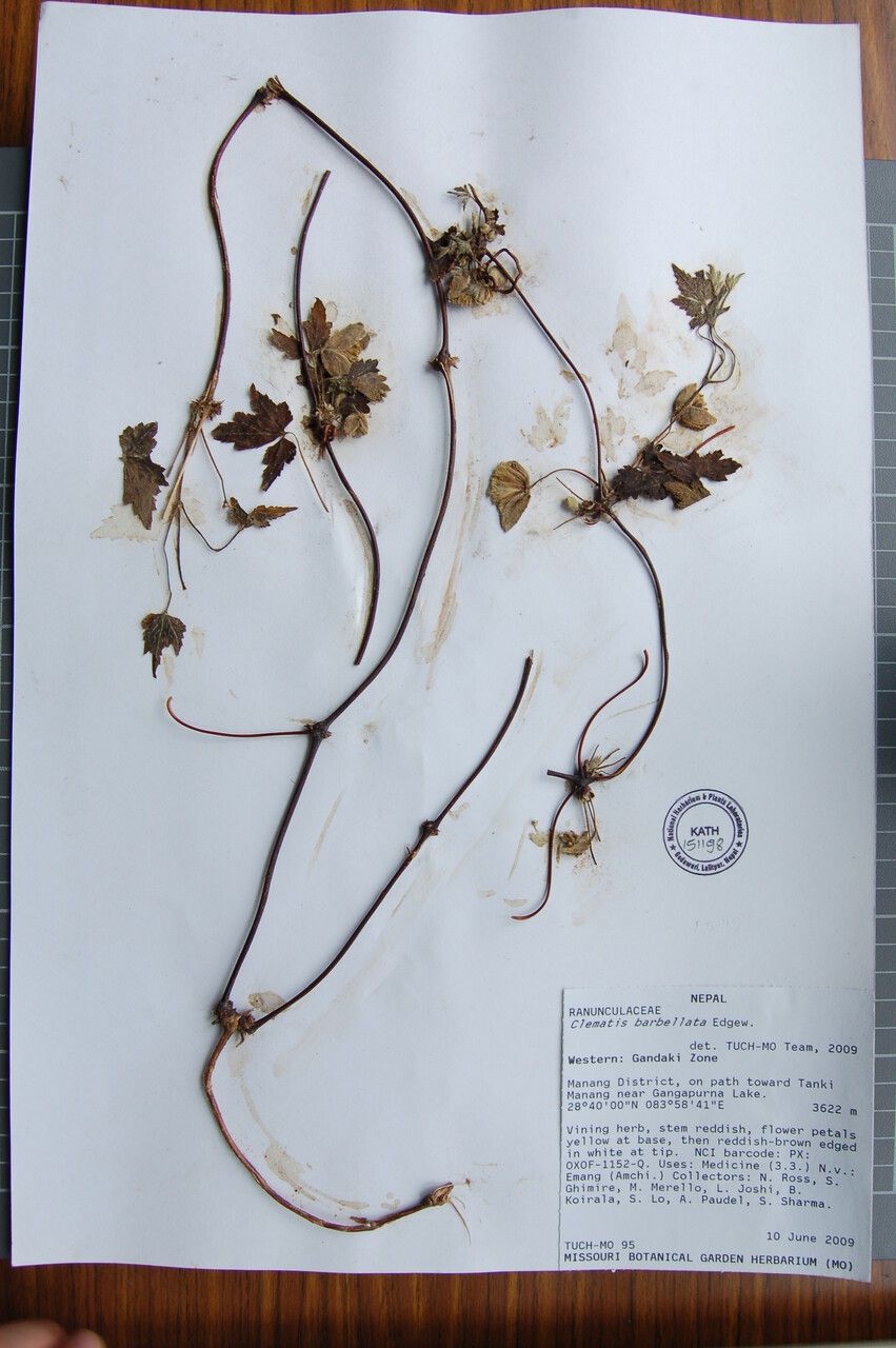 Clematis barbellata other