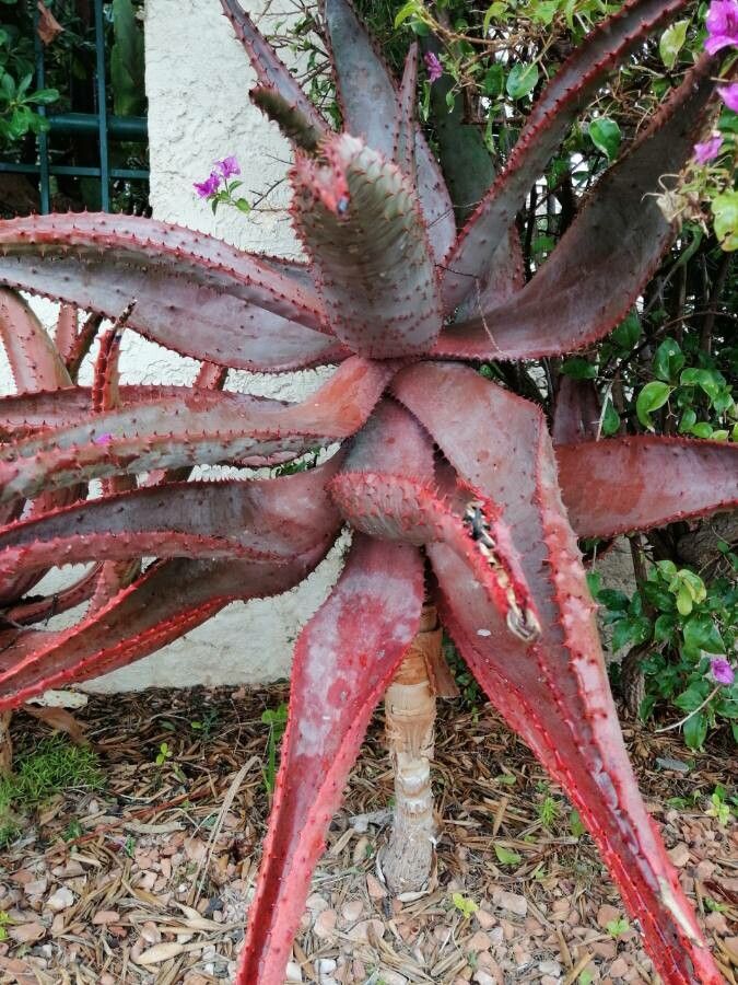 Aloe capitata bark