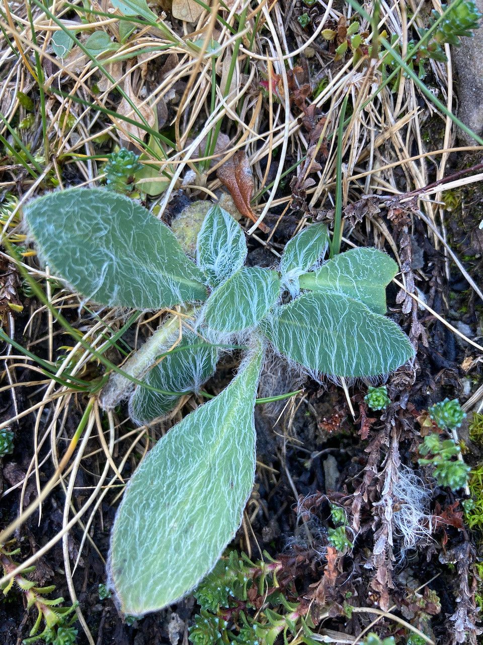 Hieracium phlomoides — search result for 'Phlomoides'