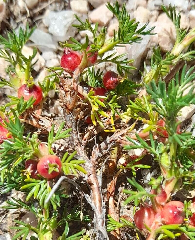Margyricarpus pinnatus fruit
