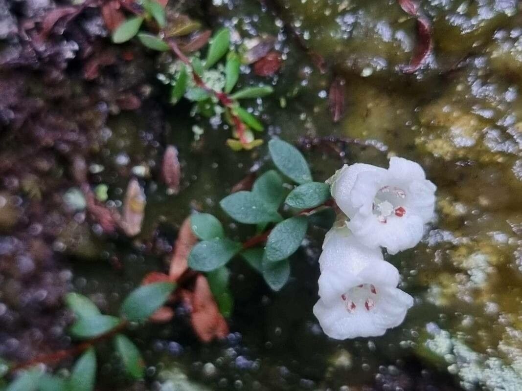 Epacris crassifolia — related species from the same genus
