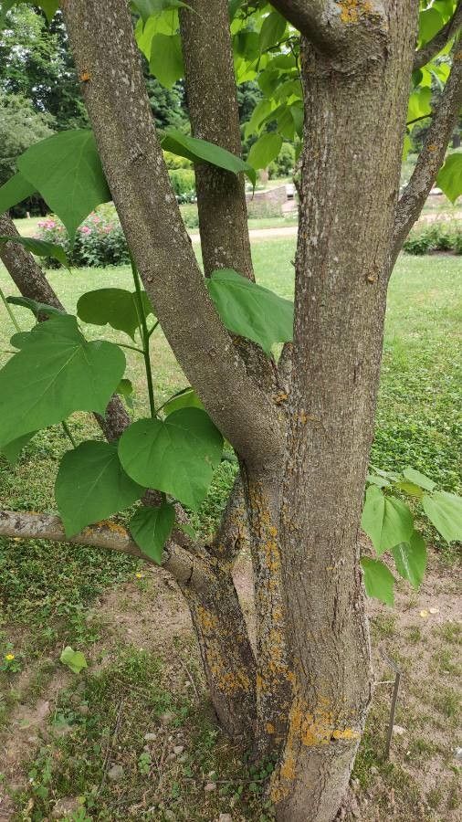 Catalpa fargesii bark