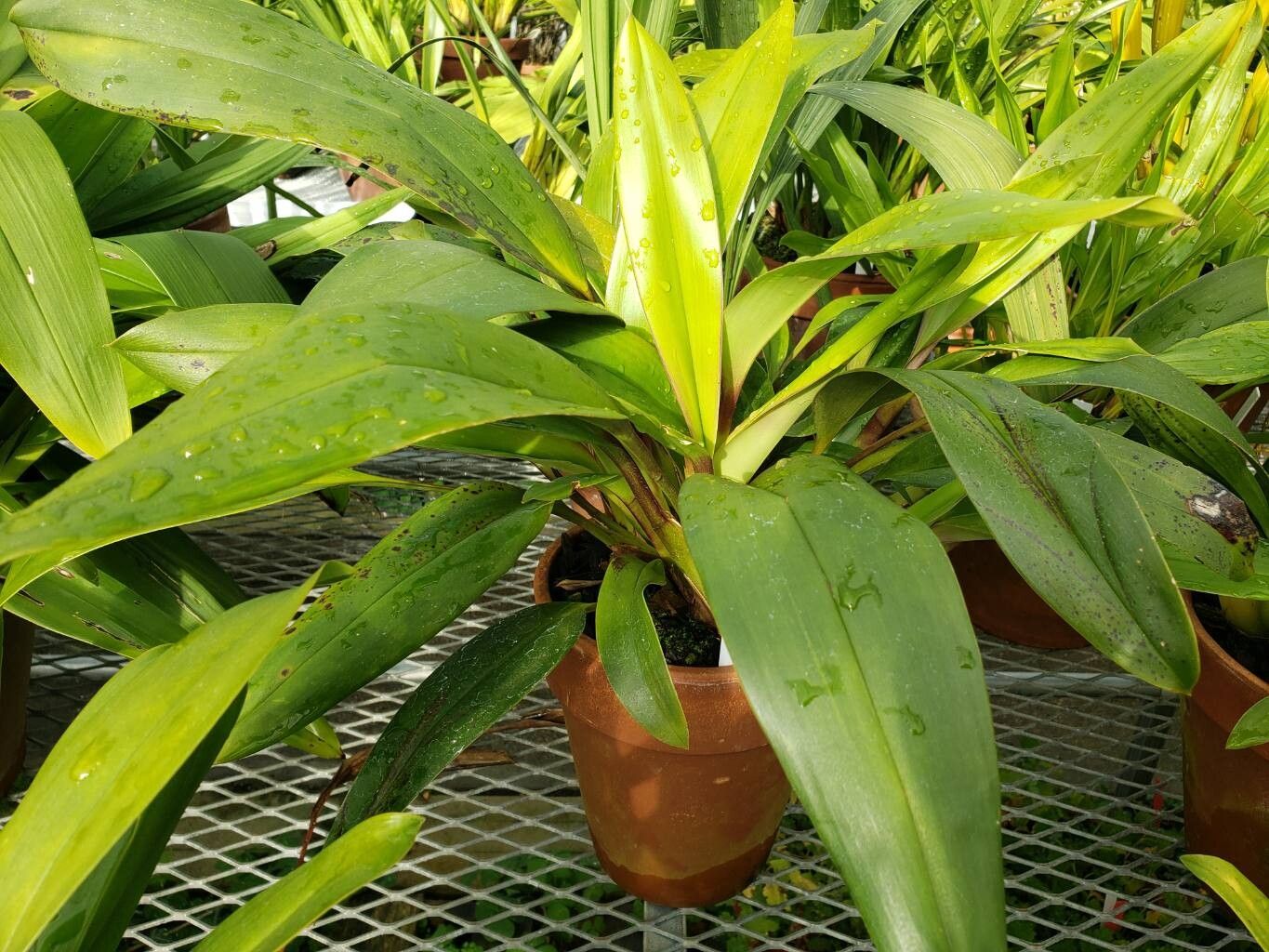 Maxillaria rodrigueziana habit