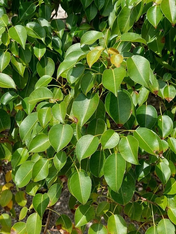 Hippomane mancinella — houseplant care guide