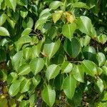 Hippomane mancinella