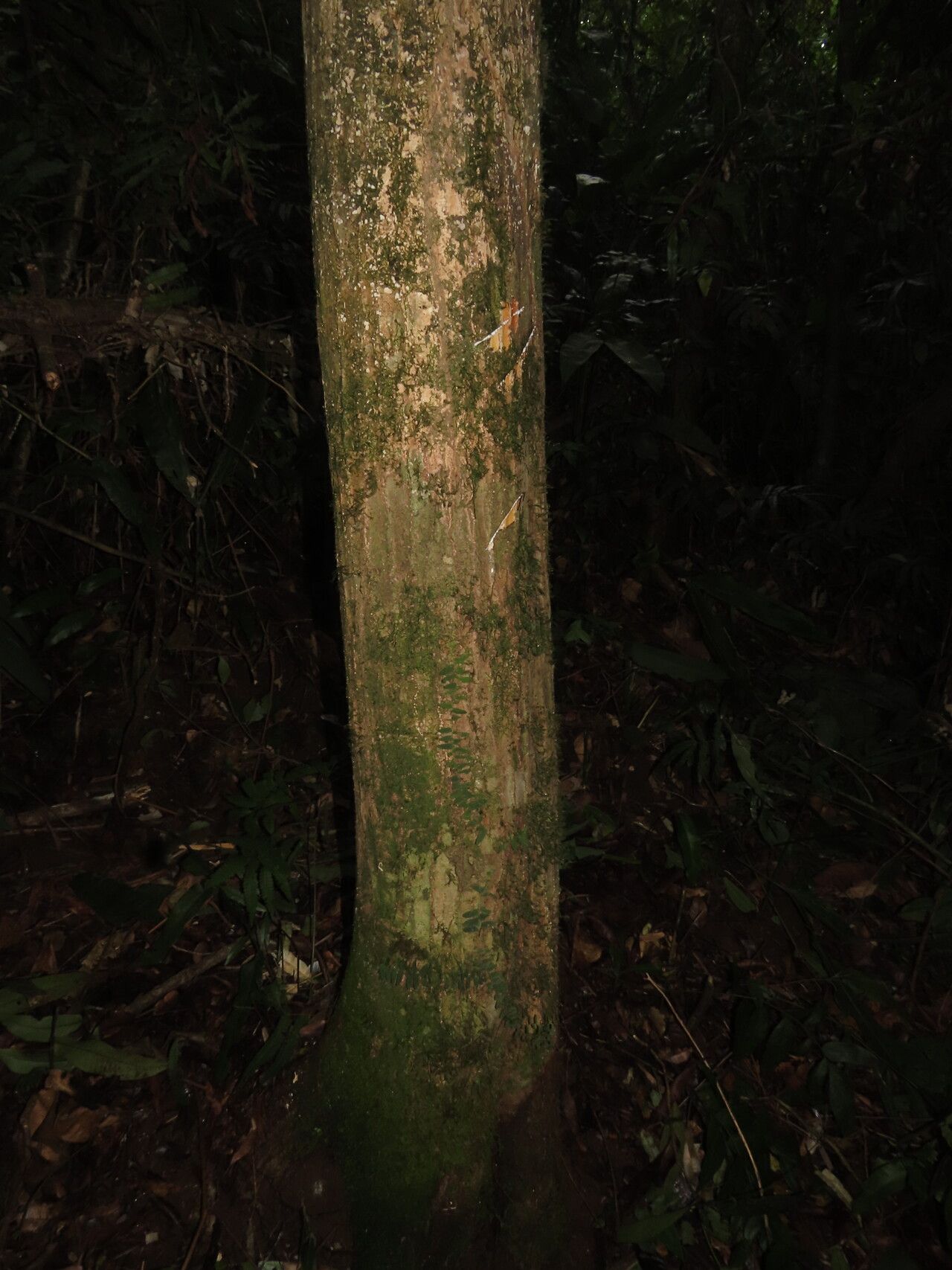 Ficus schippii habit