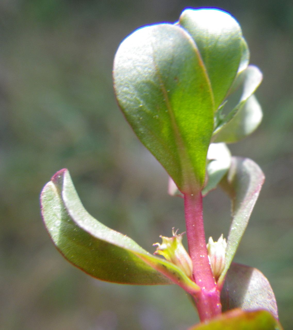 Lythrum borysthenicum leaf