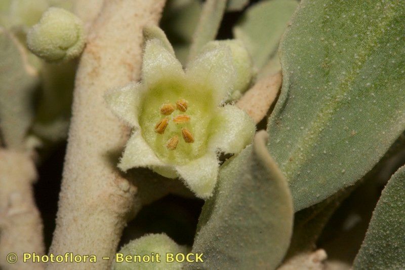 Withania adpressa flower