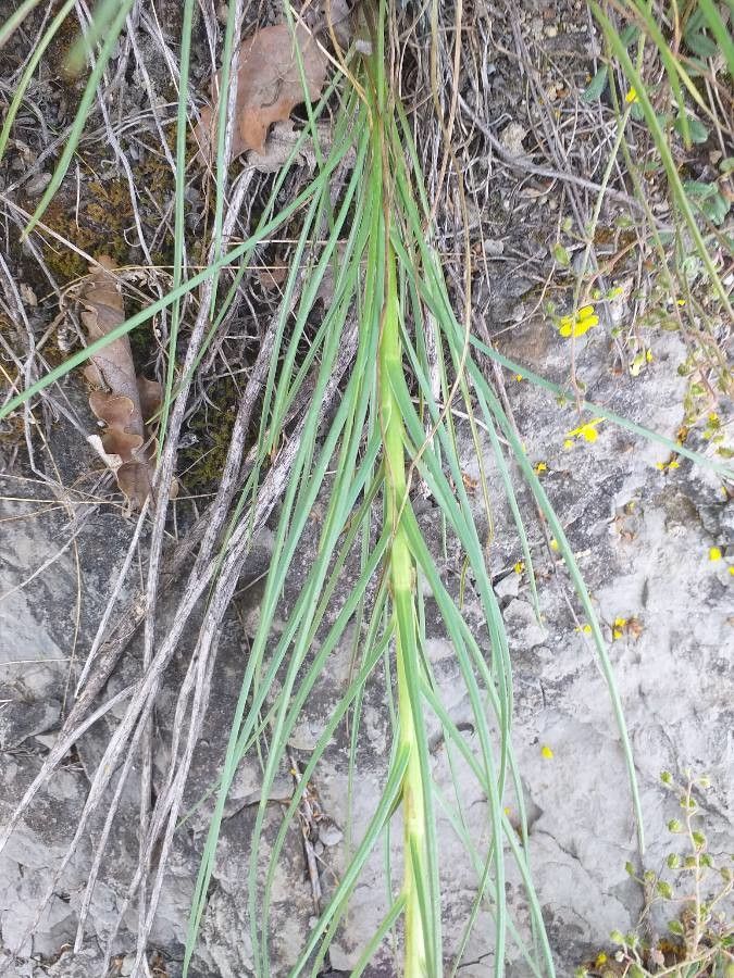 Scorzonera hispanica