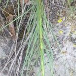 Scorzonera hispanica