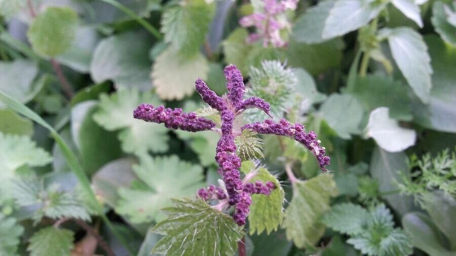 Urtica membranacea fruit