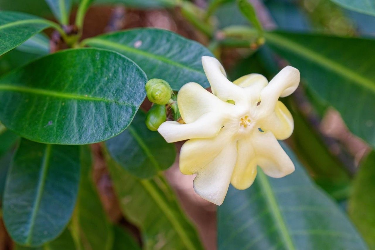 Voacanga thouarsii flower