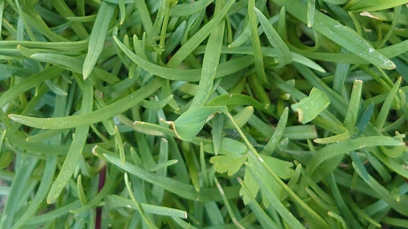 Saponaria caespitosa