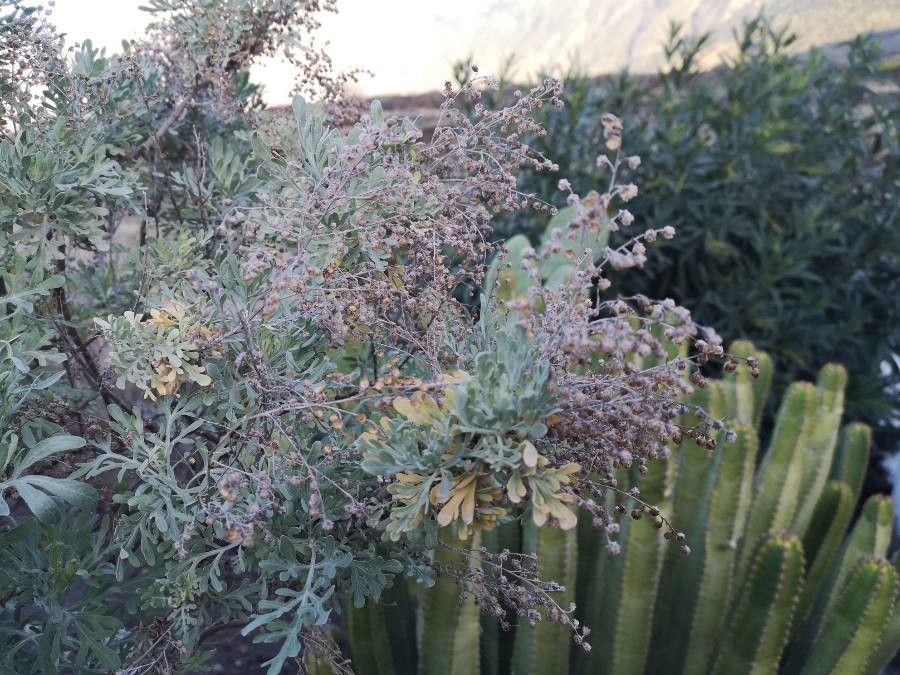 Artemisia thuscula fruit