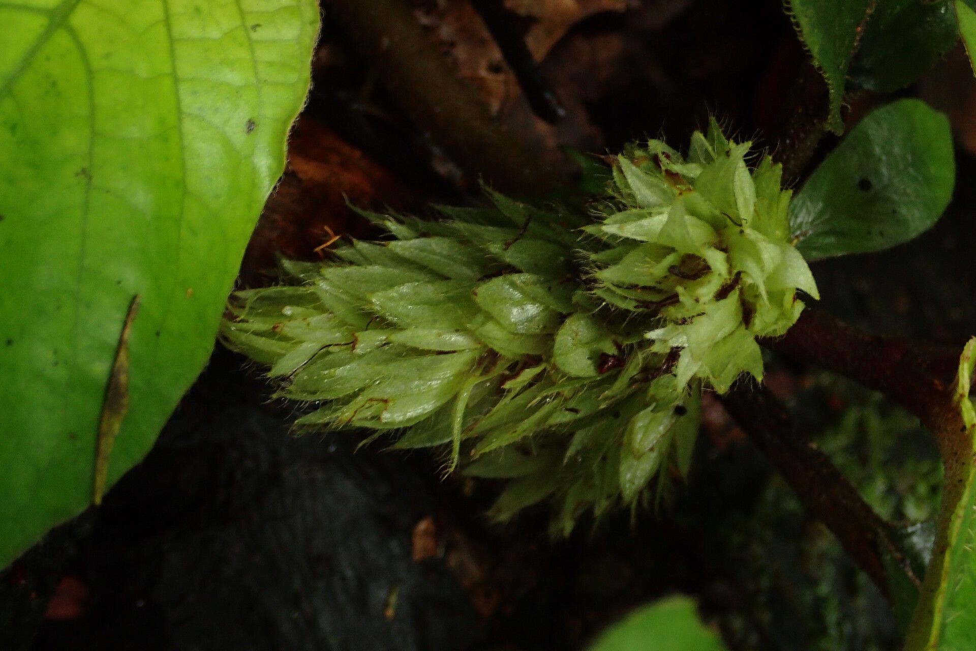 Staurogyne bicolor flower