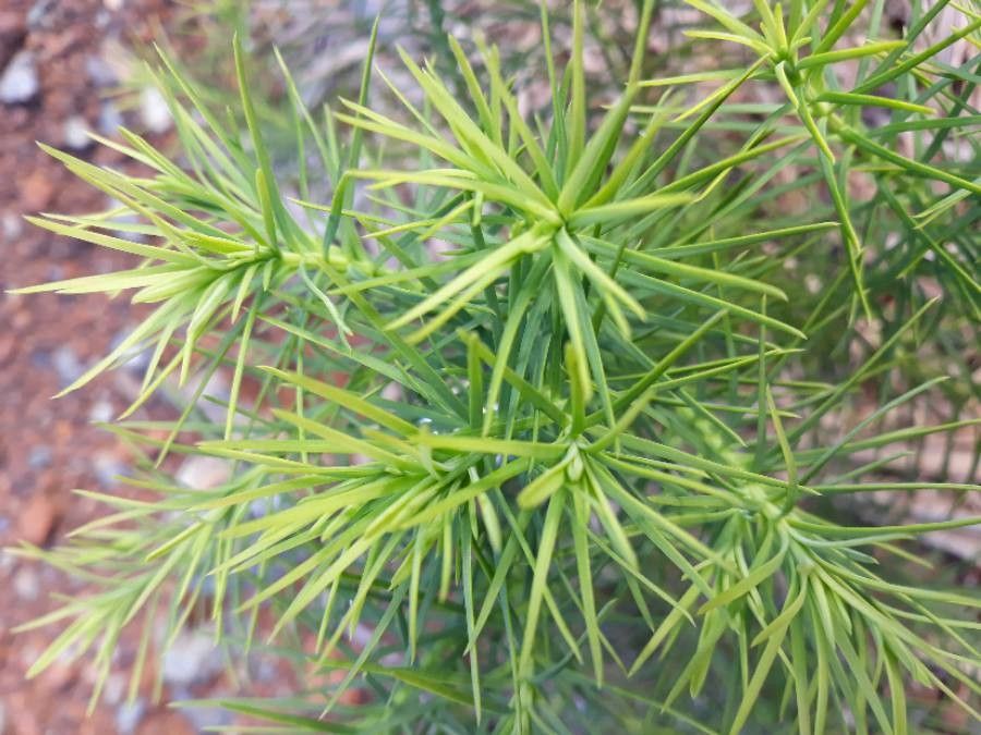 Callitris sulcata other