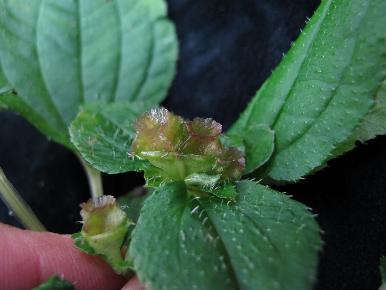 Sarcopyramis napalensis other