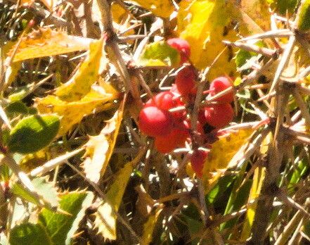 Berberis aetnensis fruit