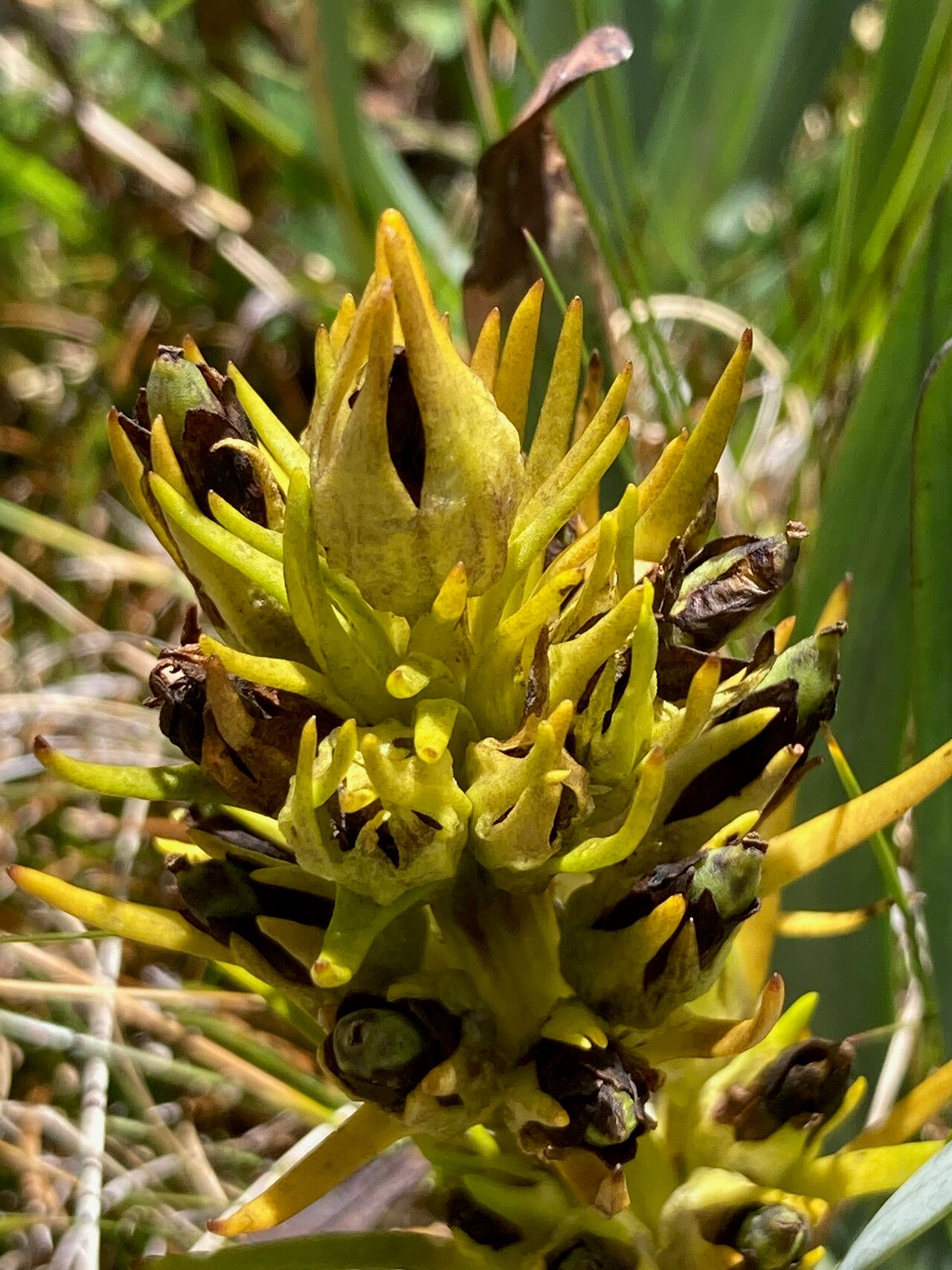 Gentianella thyrsoidea — search result for 'Gentianella'