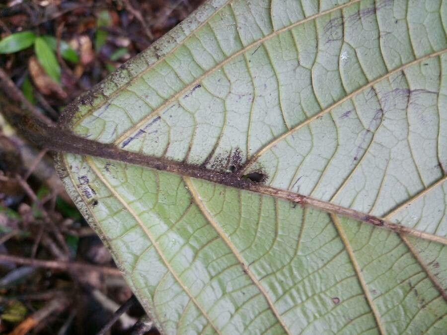 Cordia sprucei leaf