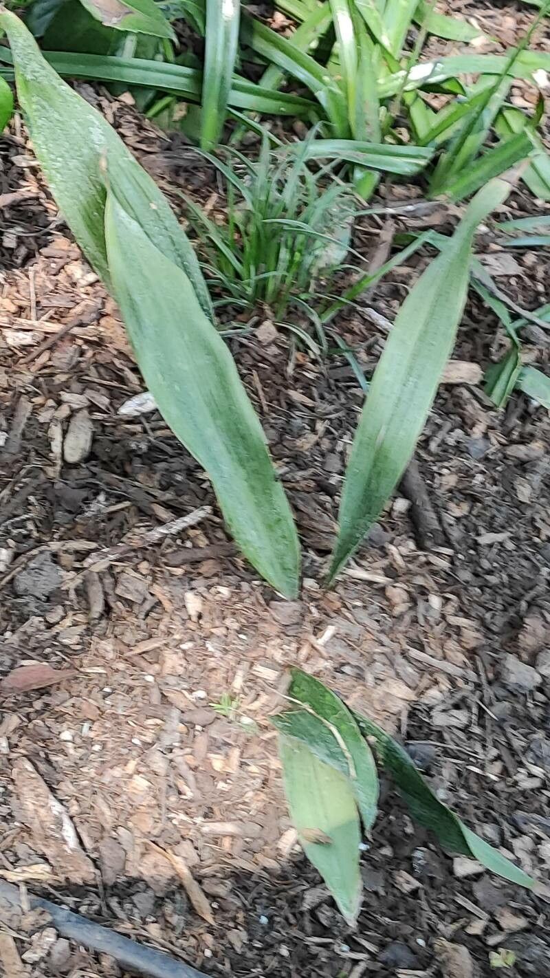 Aspidistra omeiensis habit