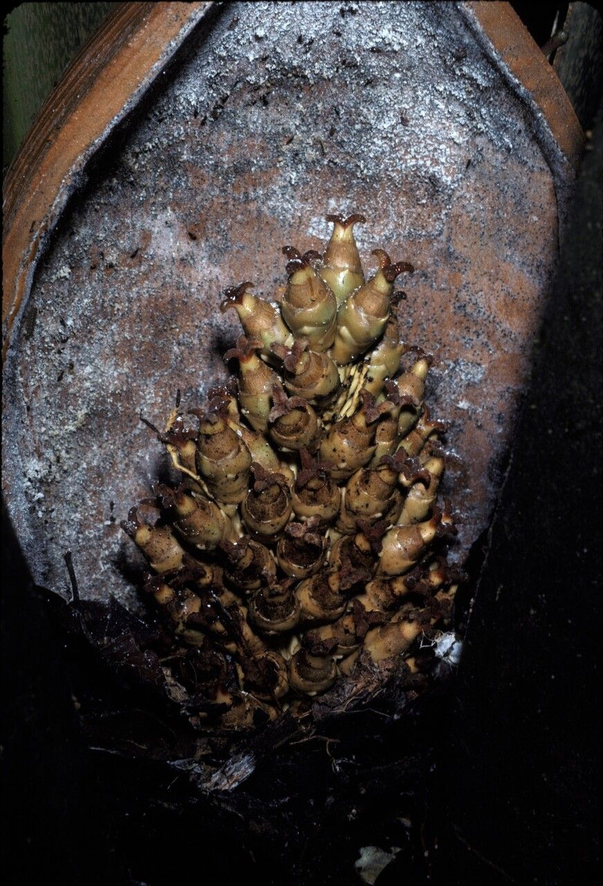 Attalea attaleoides flower