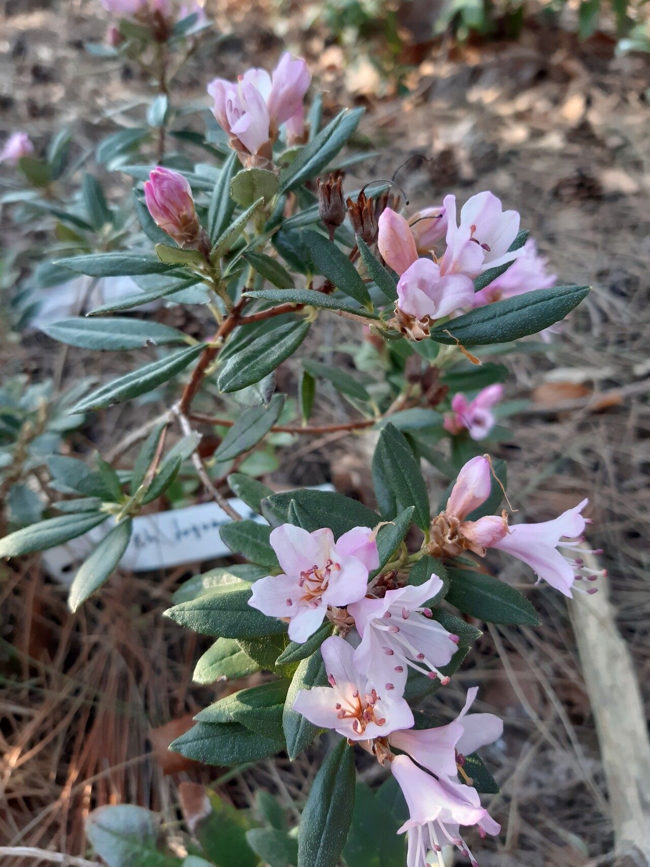 Rhododendron fuyuanense flower