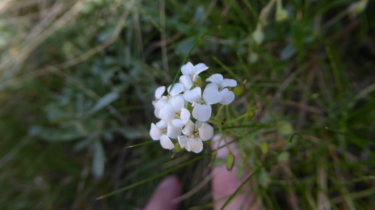 Hormathophylla lapeyrousiana flower